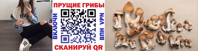 где купить наркоту  Хилок  Галлюциногенные грибы Psilocybe 